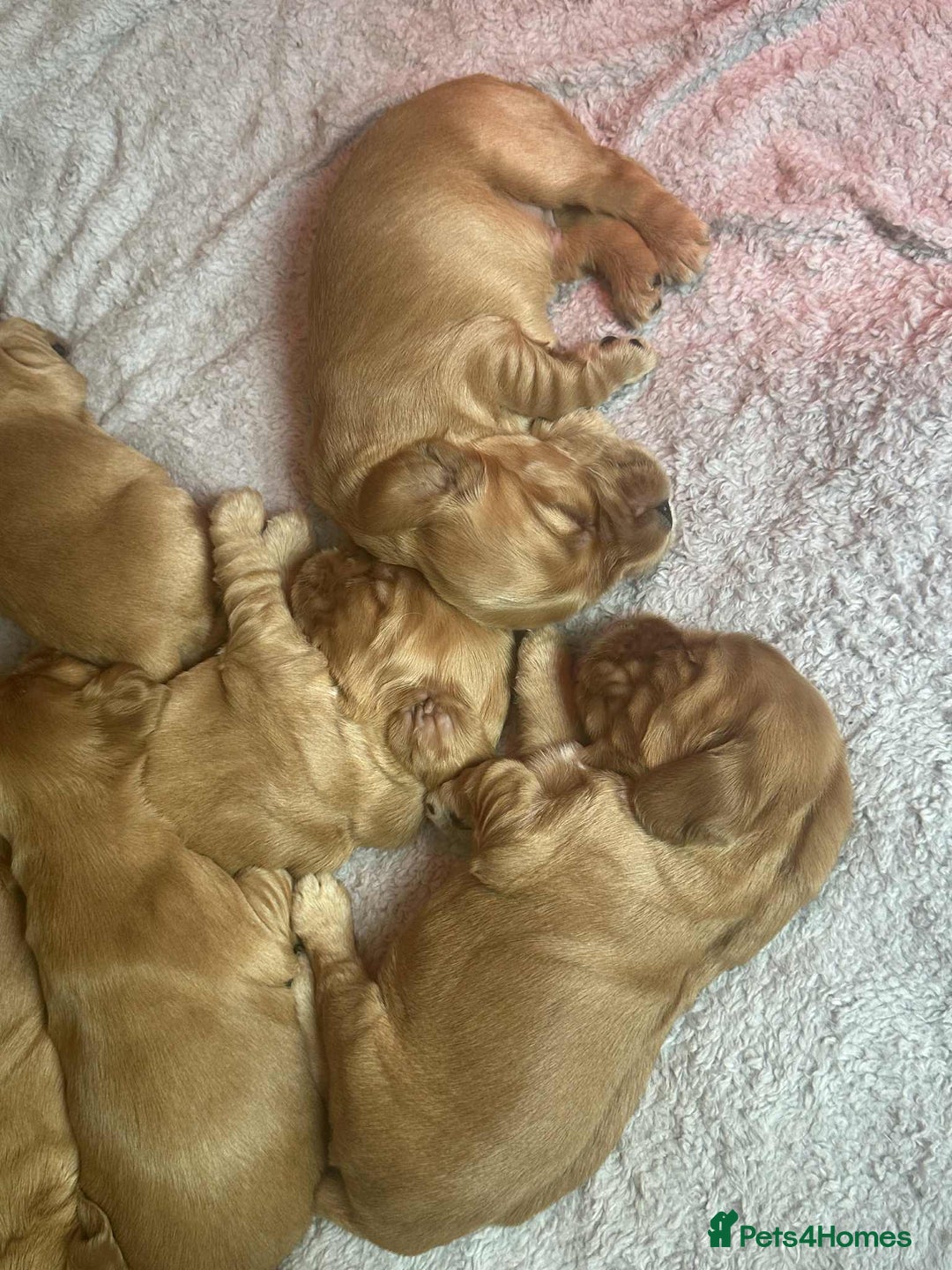 Cocker Spaniel dogs for sale: Top Quality KC Show Cockers FN PRCD-PRA CLEAR - Image 8