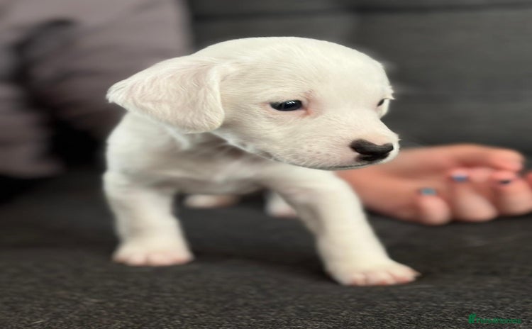 Mixed Breed dogs - Advert 4