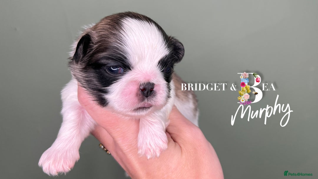 Pekingese dogs for sale: 🩷QUALITY BOYS & GIRLS🩵 - Advert 21