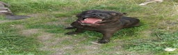 Bandog dogs for sale: Bandog/Bandogee puppies for sale.  - Advert 2