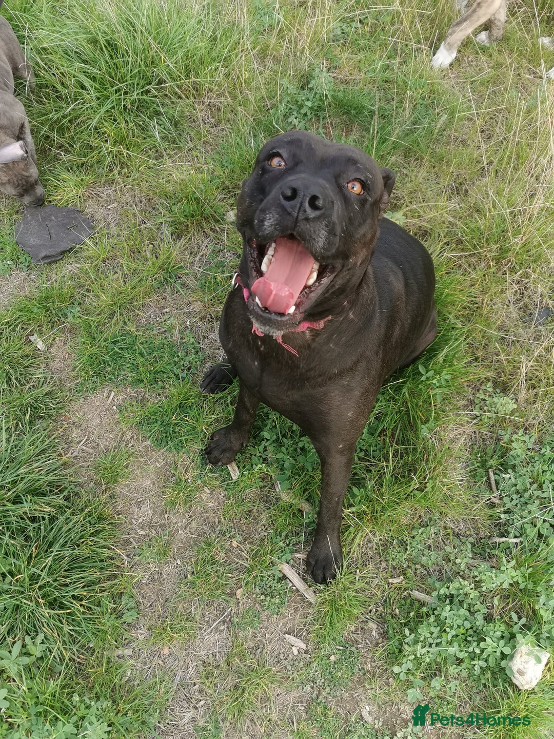 Bandog dogs for sale: Bandog/Bandogee puppies for sale.  - Image 2