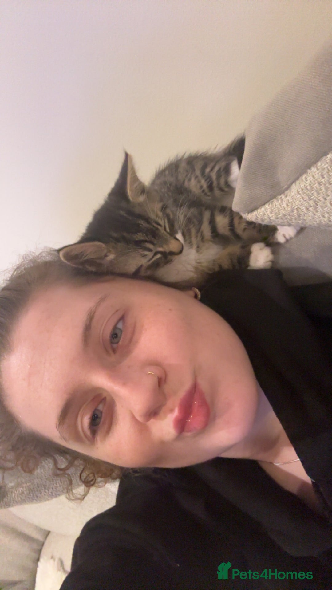 Domestic Shorthair cats for sale: Two cuddly kittens brother and sister  - Image 6
