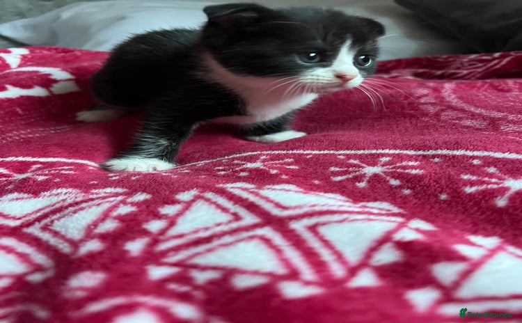Scottish Fold cats - Advert 7
