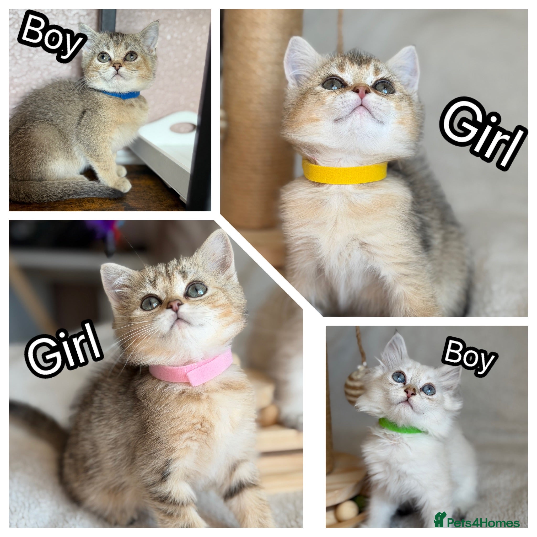 British Shorthair cats British Shorthair golden tabby kittens TICA - Advert 4