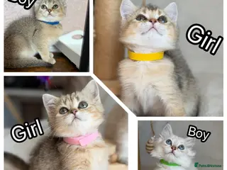 British Shorthair cats British Shorthair golden tabby kittens TICA - Advert 4