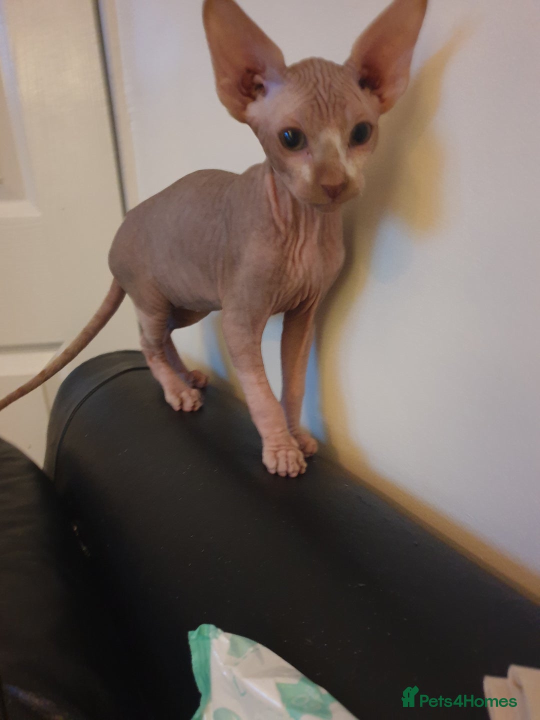 Sphynx cats for sale: 1 boy sphynx left ready for his forever home  - Advert 5