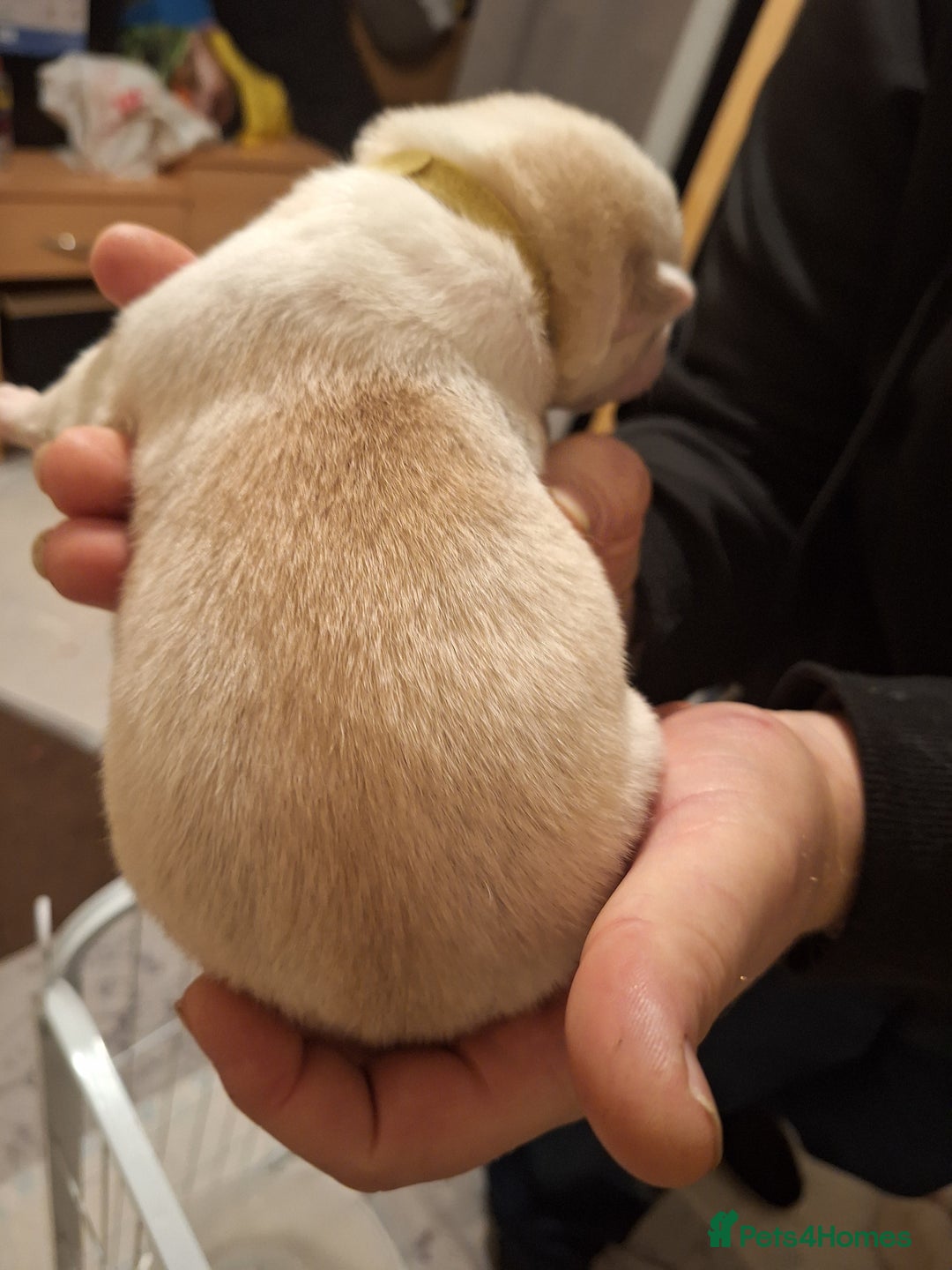 Siberian Husky dogs for sale: 7 SIBERIAN HUSKYS, 4 BOYS, 3 GIRLS - Advert 9