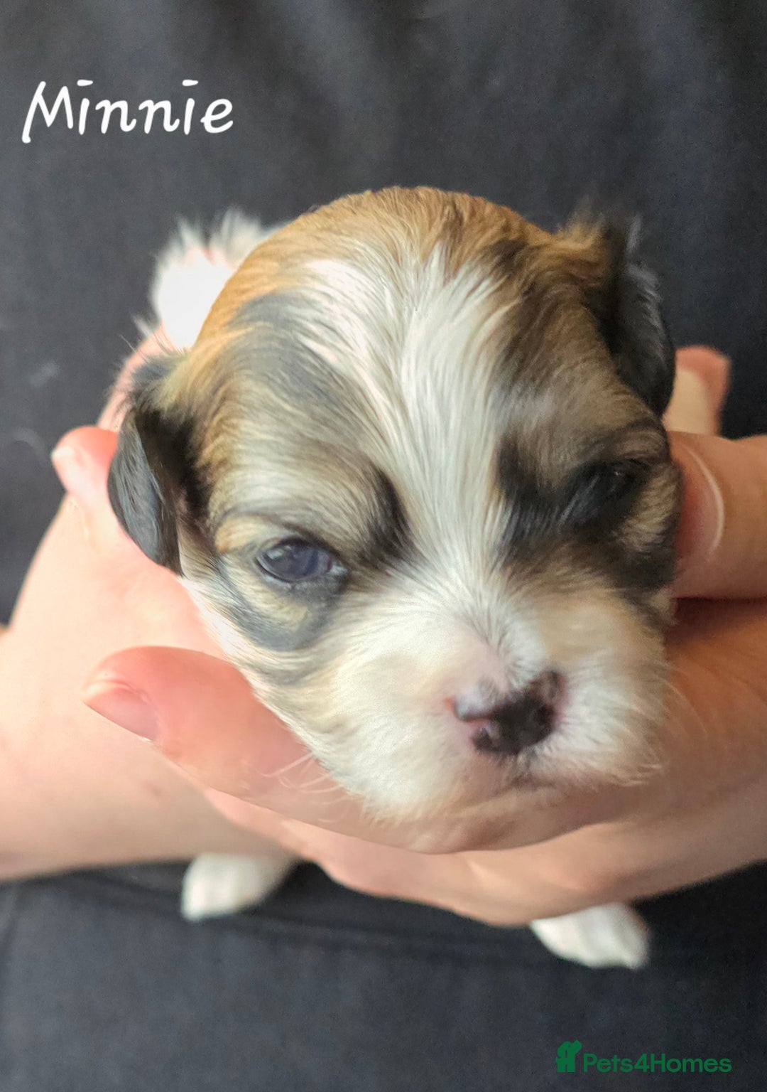 Havanese dogs for sale: Pedigree Havanese pups - Advert 11