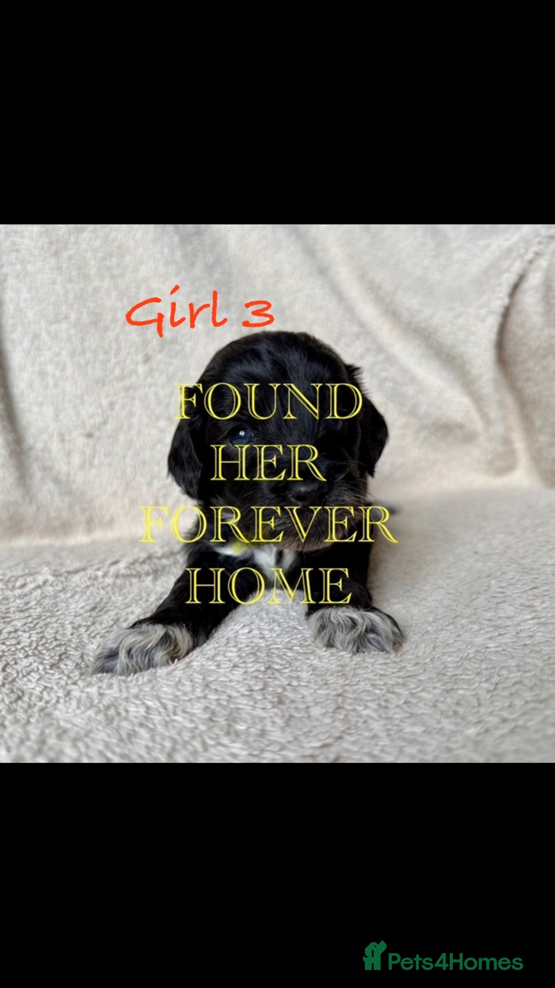 Cockapoo dogs for sale: Meet your new best friend!! - Image 4