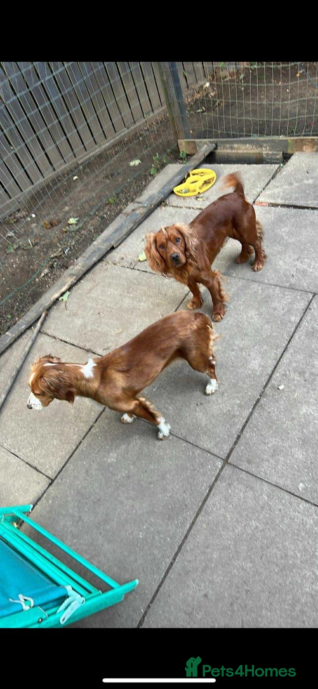 Cocker Spaniel dogs for sale: Cocker Spaniel Puppy *READY FOR HOMES NOW* - Advert 8