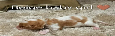 Cavalier King Charles Spaniel 5