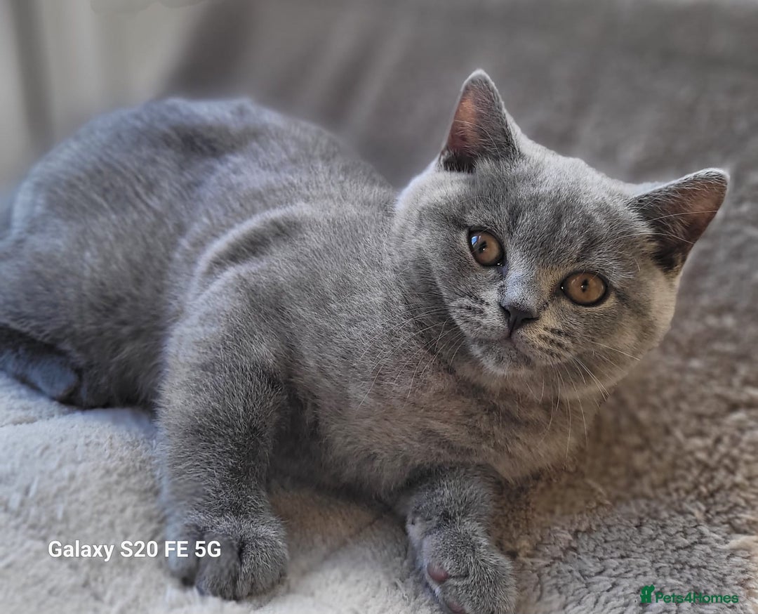 British Shorthair cats for sale: Beautifully british shorthair  kittens ready to go - Image 18