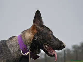 German Shepherd dogs Working Line German shepherd - Advert 4