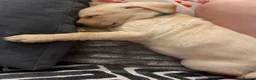 Labrador Retriever dogs for sale: Beautiful yellow Labrador Puppy - Oscar 💙 - Advert 10