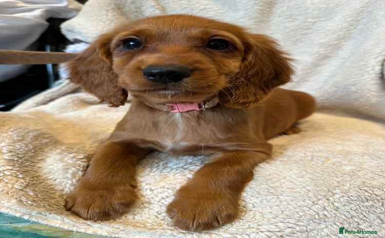 Cocker Spaniel dogs Extensively Health Tested KC Cocker Spaniels  - Advert 1