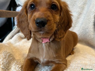 Cocker Spaniel dogs Extensively Health Tested KC Cocker Spaniels - Advert 1