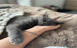 British Shorthair cats for sale: 2 year old male Rag doll x British short hair  - Image 7