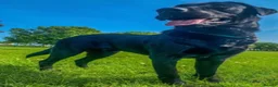 Labrador Retriever dogs for sale: Kc reg male lab puppy  - Advert 7
