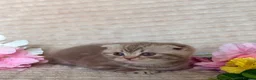 Scottish Fold cats for sale: Scottish Fold Kittens - Advert 2