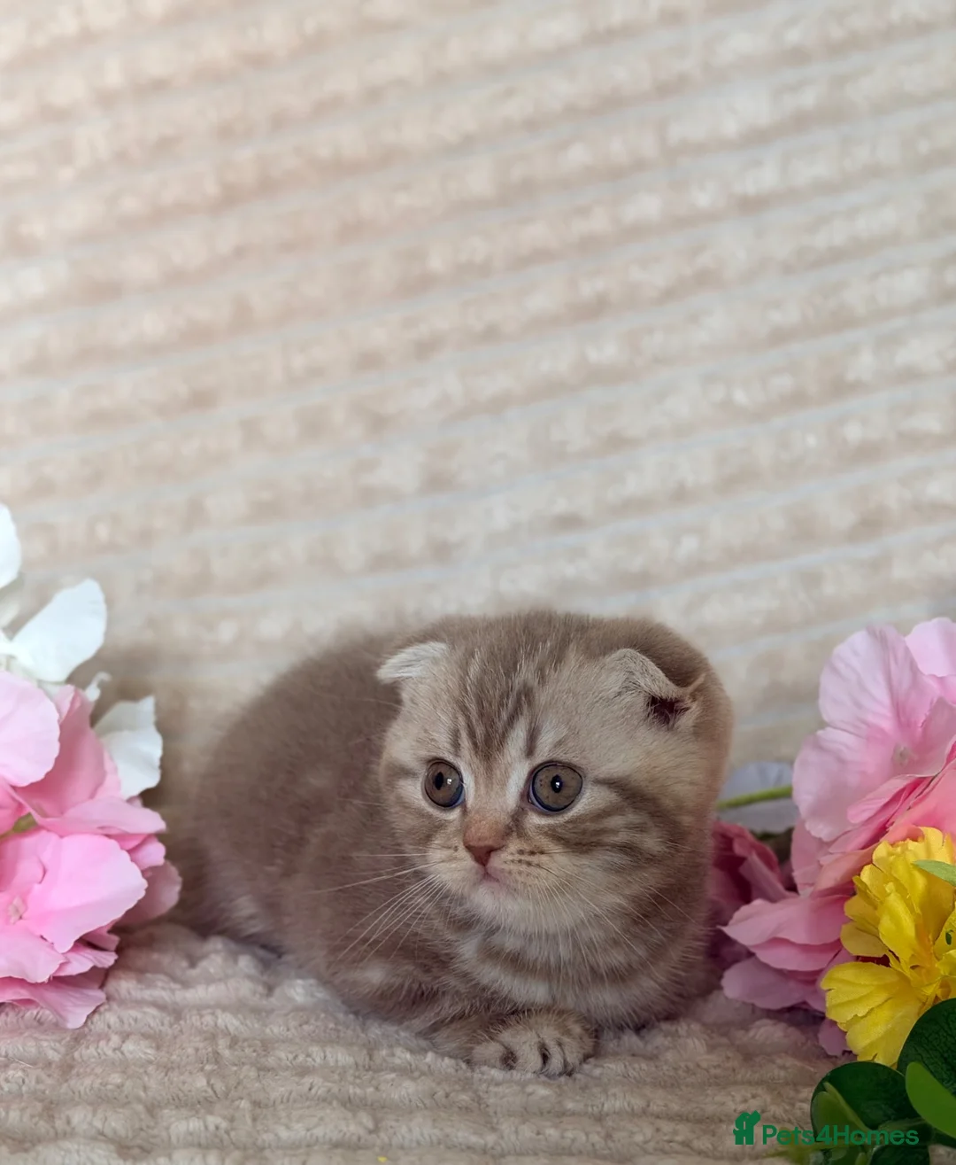 Scottish Fold cats for sale: Scottish Fold Kittens - Advert 2