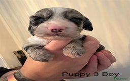 Sprocker dogs for sale: Stunning Sprocker pups  - Advert 8