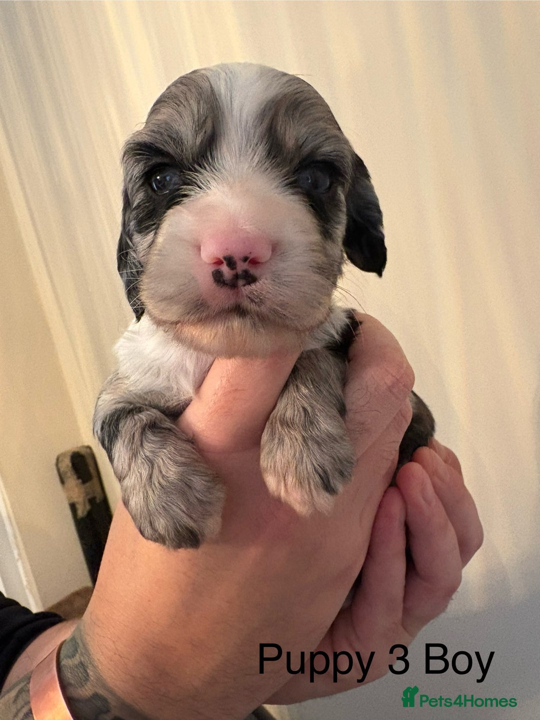 Sprocker dogs for sale: Stunning Sprocker pups  - Advert 8