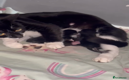 Mixed Breed cats for sale: Kittens for sale - Harrogate - Image 7