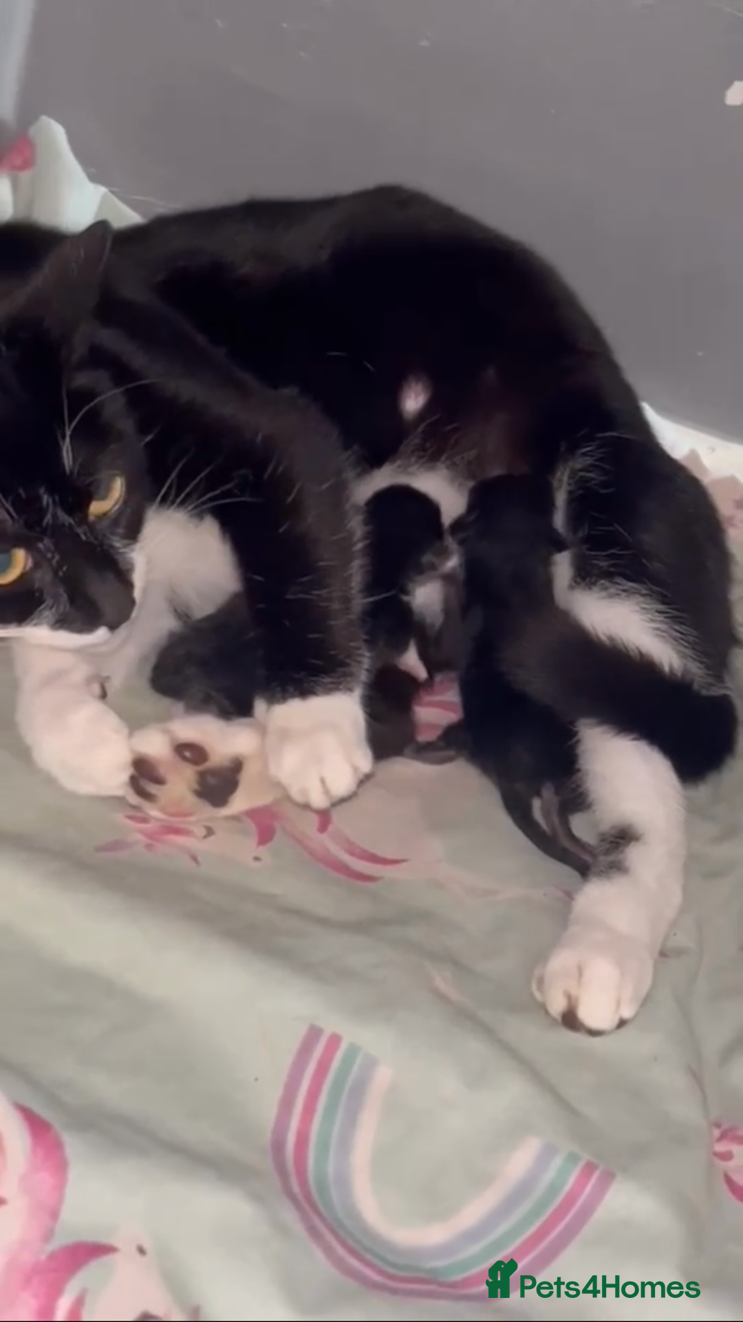 Mixed Breed cats for sale: Kittens for sale - Harrogate - Image 7