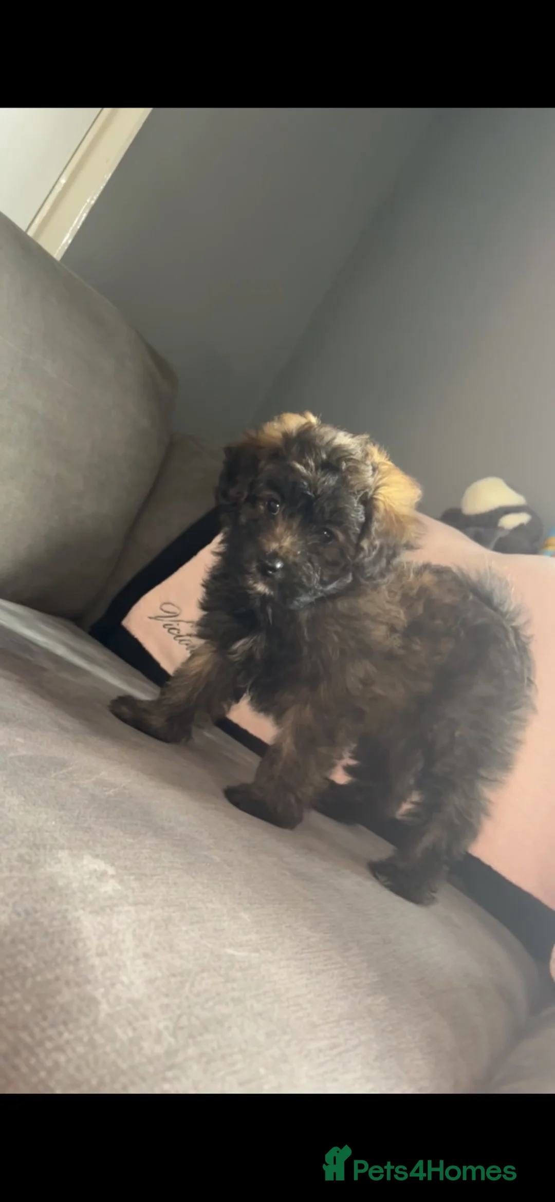 Mixed Breed dogs for sale: 2 girls💖 available now!! - Advert 2