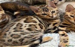 Bengal cats for sale: Pure Bengal Kittens - Image 3