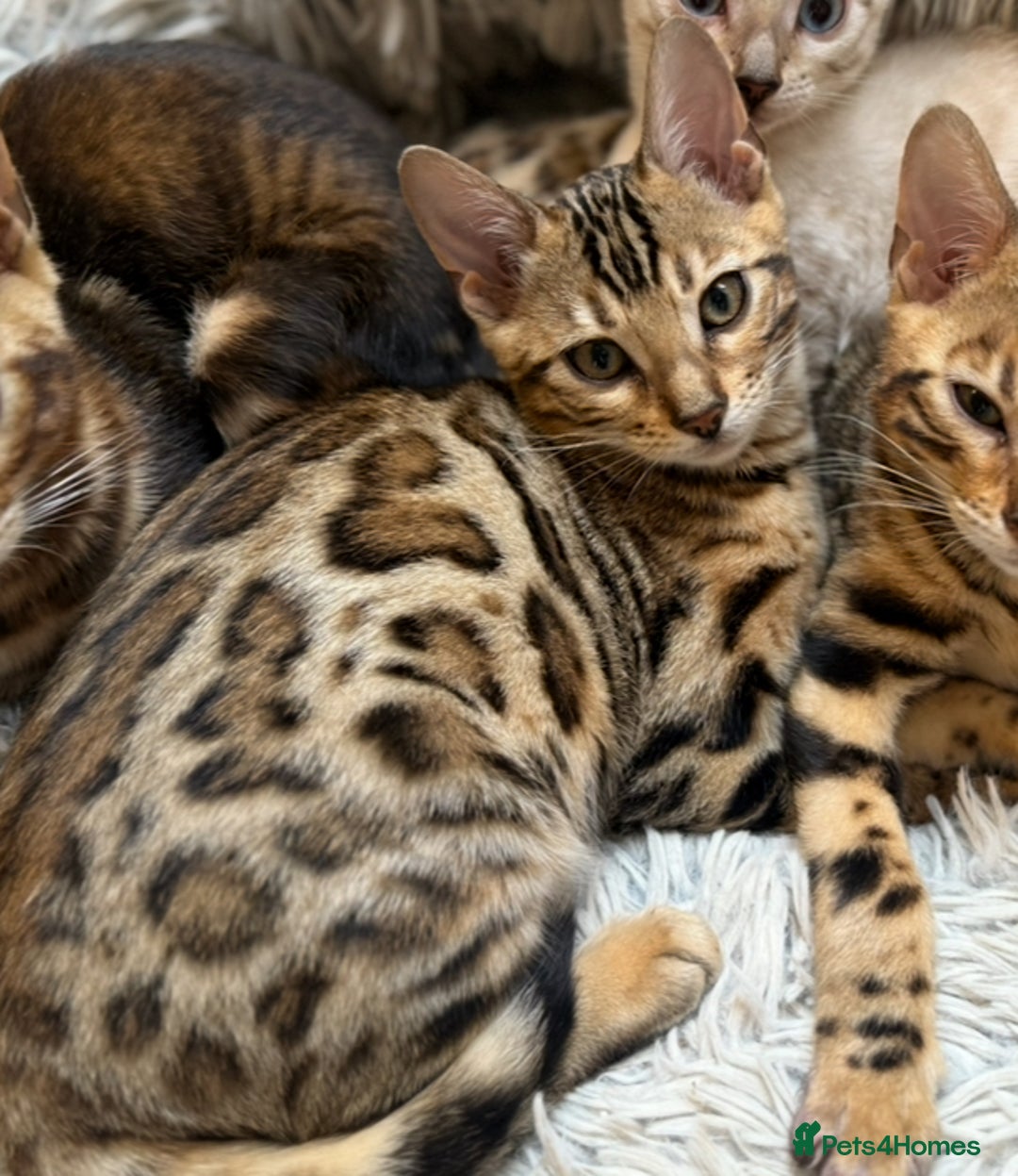 Bengal cats for sale: Pure Bengal Kittens - Image 3