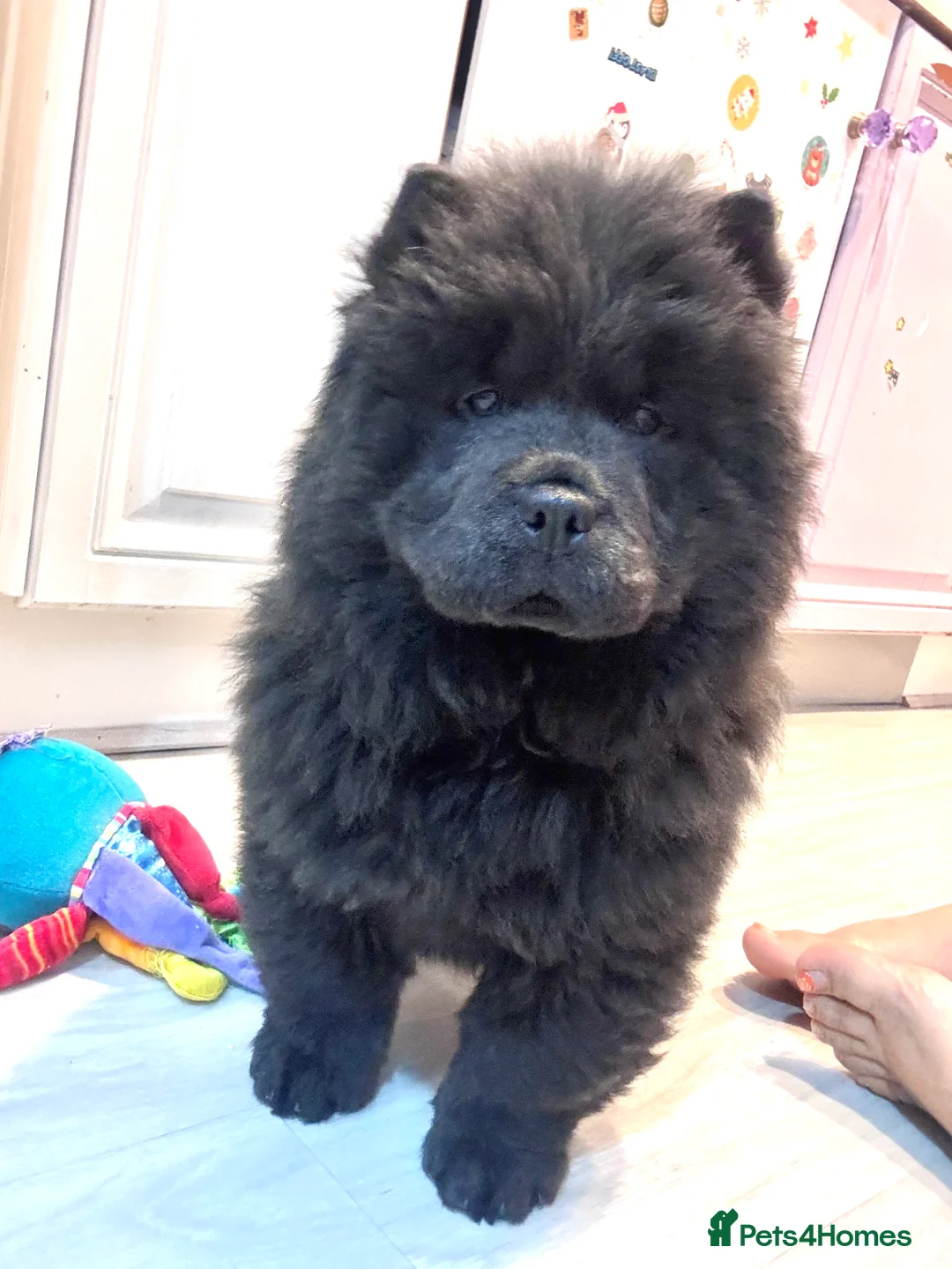 Chow Chow dogs for sale: Last Blue boy Chow Chow  - Advert 15