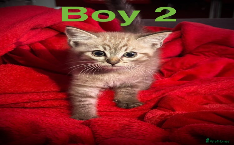 Siamese cats in Dursley - Advert 15