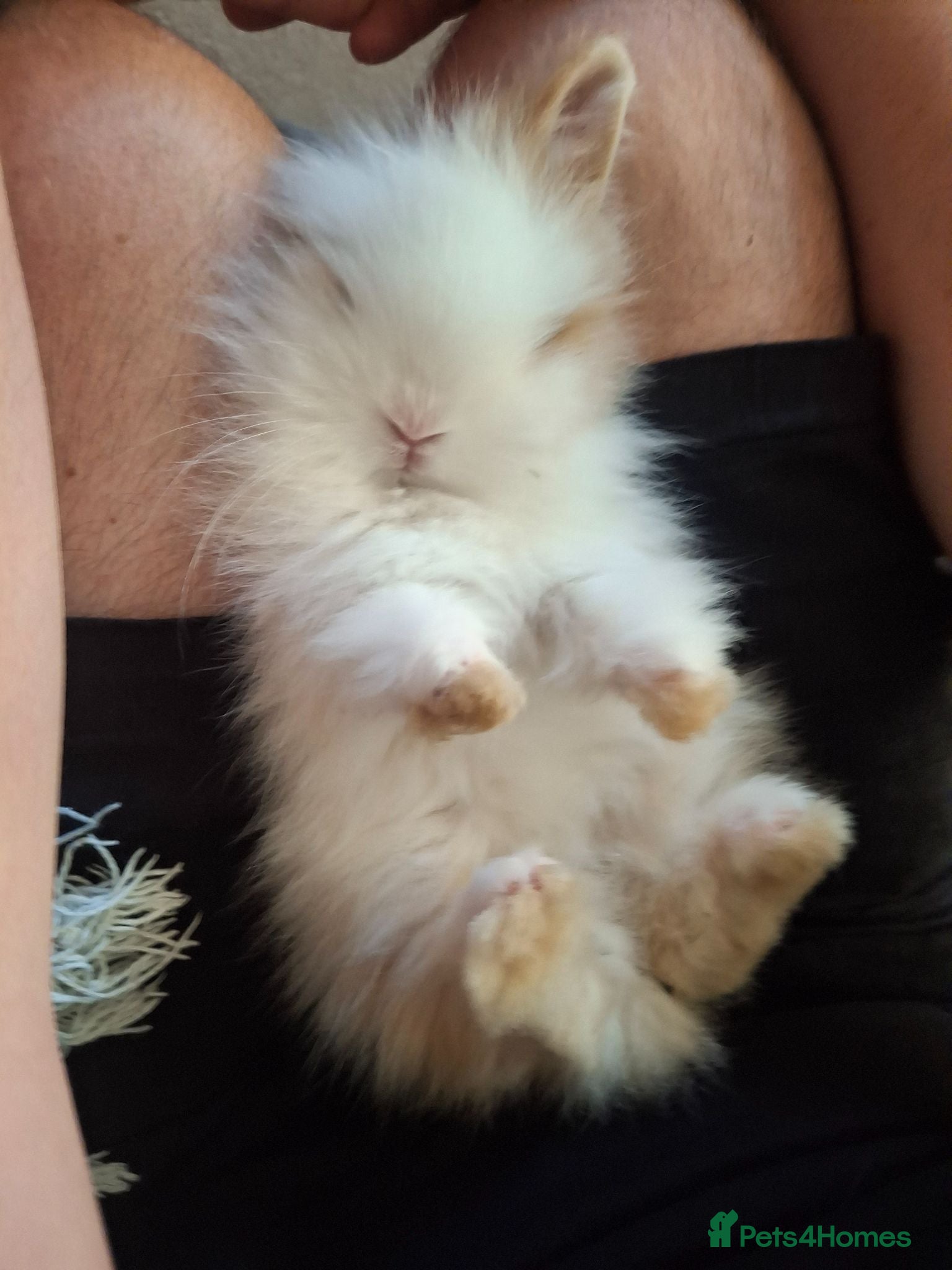 Lionhead rabbits Purebred Lionheads for sale - Advert 4