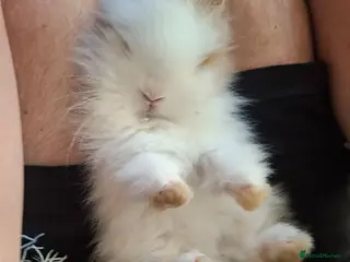 Lionhead rabbits Purebred Lionheads for sale - Advert 4