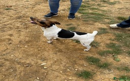 Jack Russell dogs for sale: Jack Russell puppies  - Image 15
