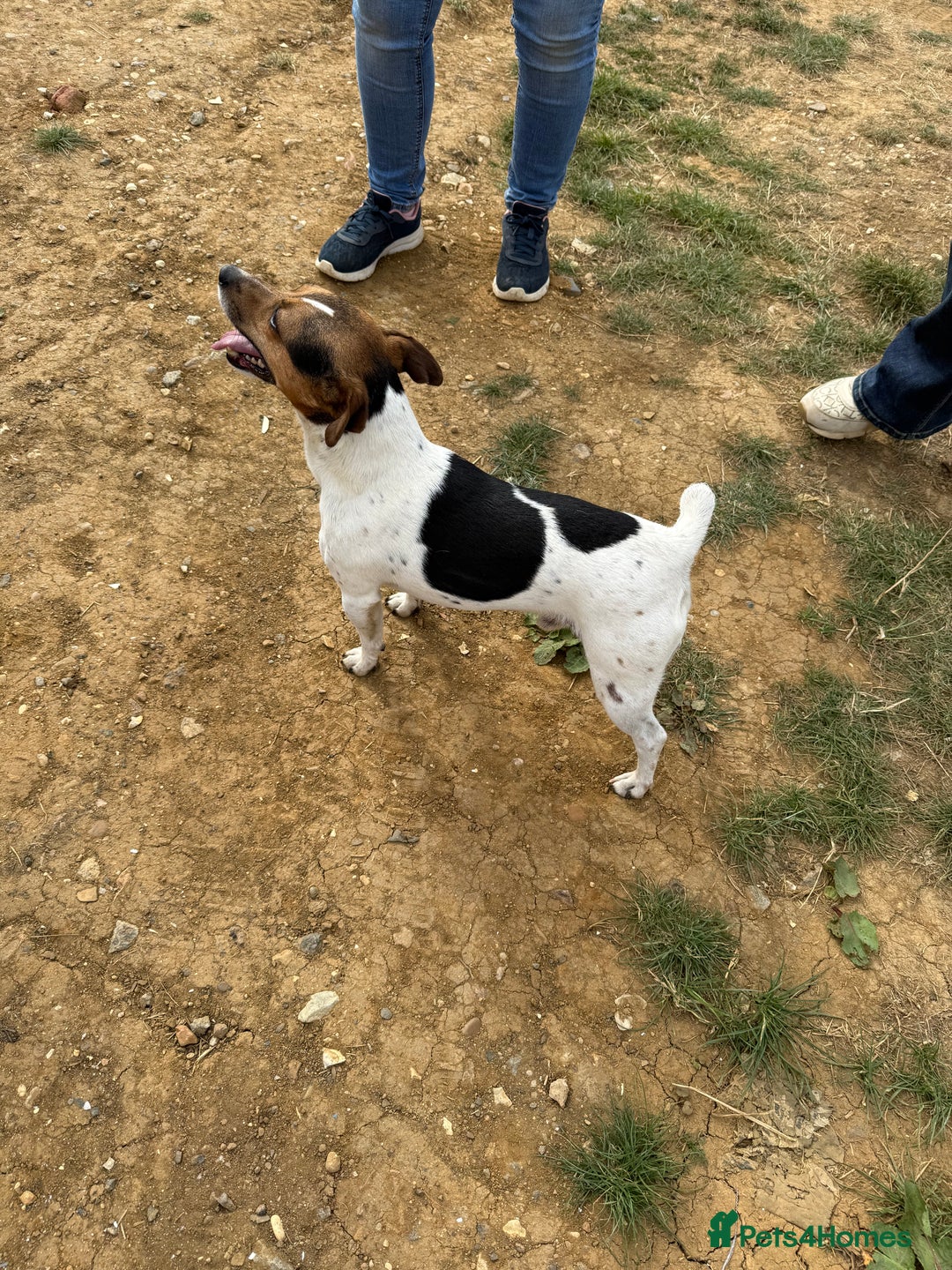Jack Russell dogs for sale: Jack Russell puppies  - Image 15