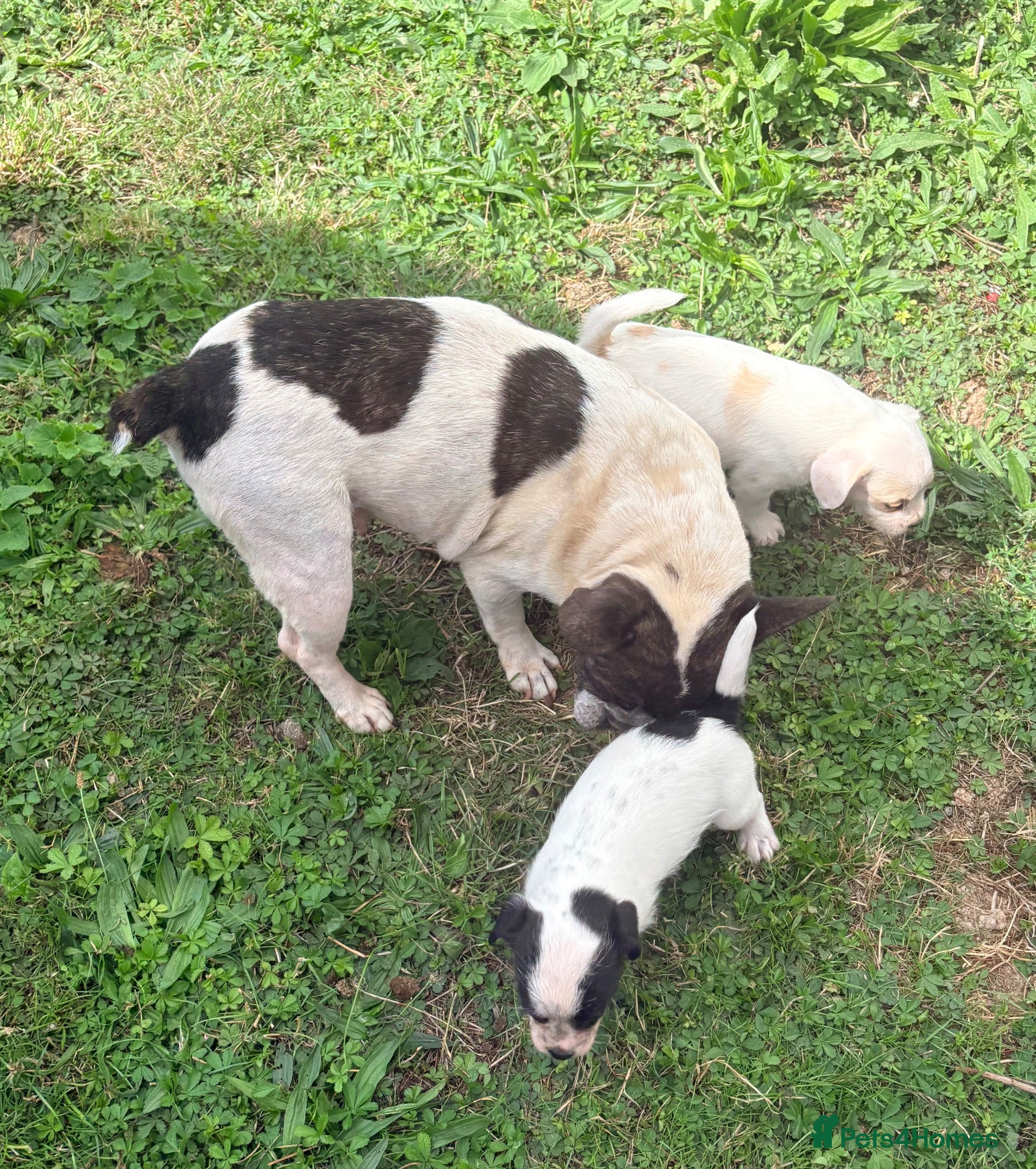 Mixed Breed dogs Frenchie cross poodle - Advert 1