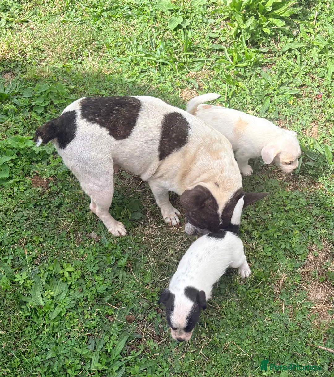 Mixed Breed dogs for sale: Frenchie cross poodle - Advert 1