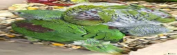 Parakeets birds for sale: proven pair Alexanderine gives olive chiks - Advert 6