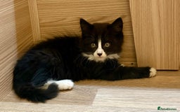 British Shorthair cats for sale: Gorgeous British Shorthair kittens! - Image 13