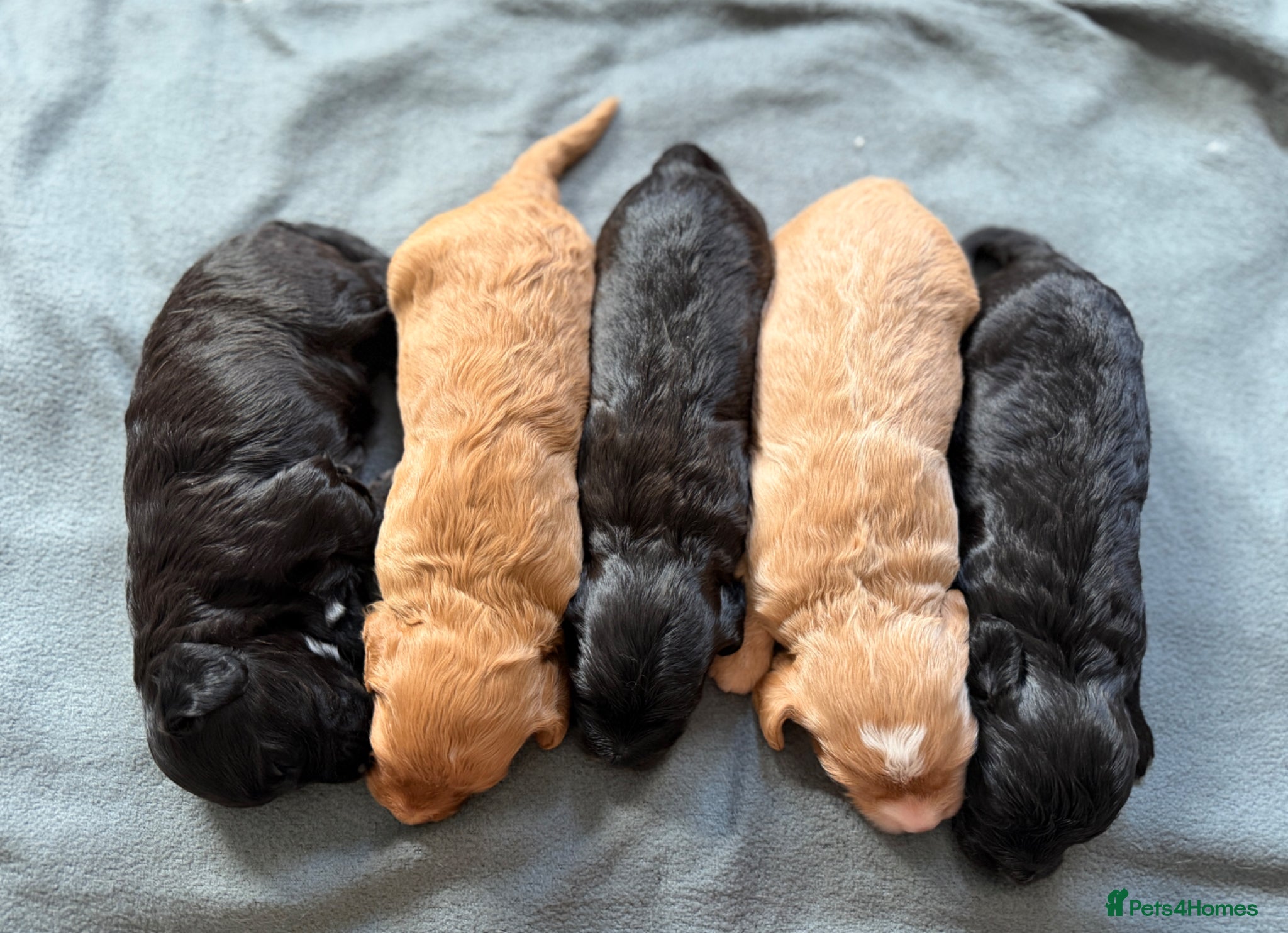 Cockapoo dogs for sale: STUNNING F1 cockapoo puppies  - Advert 6