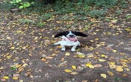 Cockapoo dogs for sale: 5 MONTH OLD F1B COCKAPOO FOR REHOME - Image 1