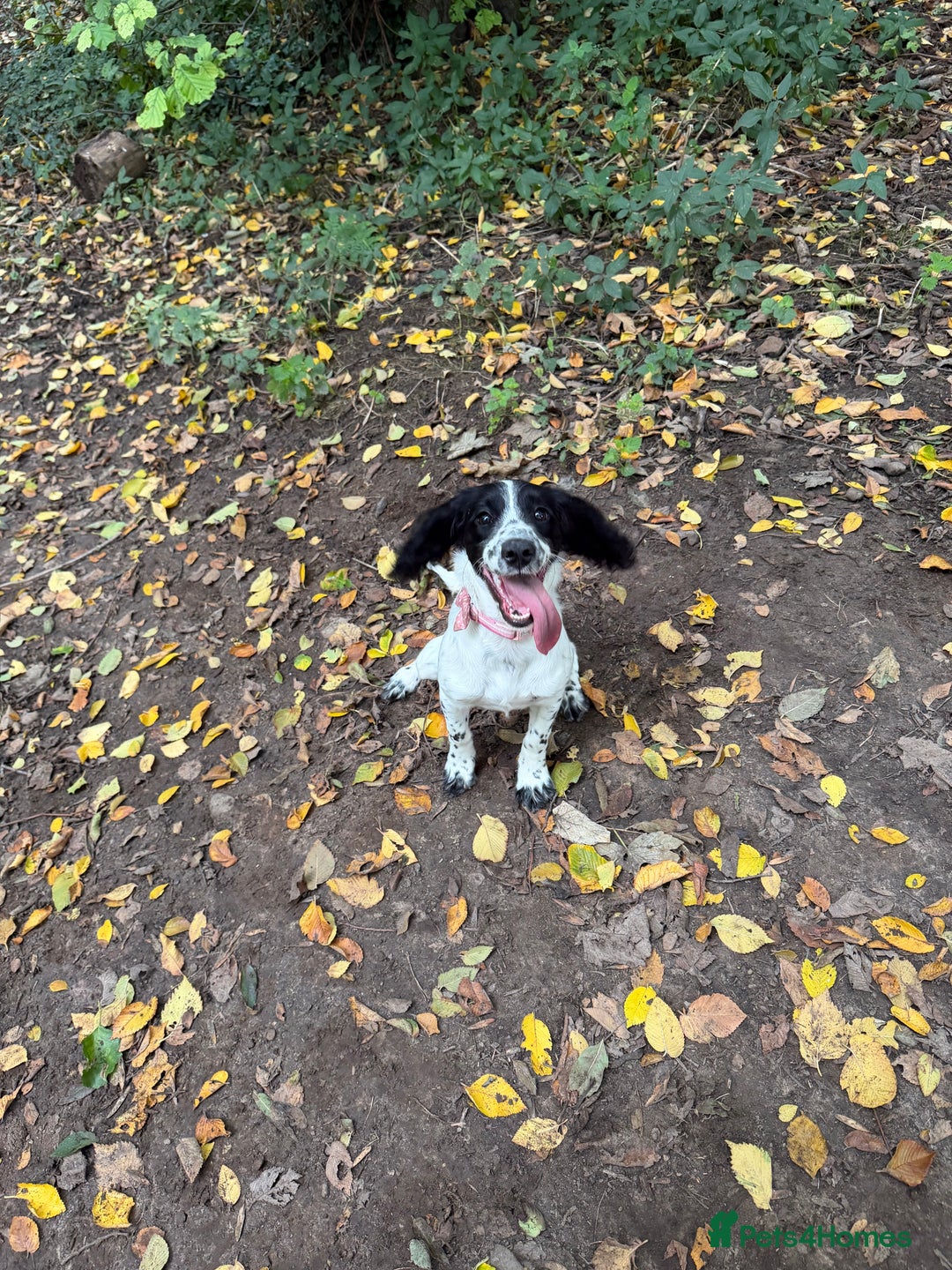 Cockapoo dogs for sale: 5 MONTH OLD F1B COCKAPOO FOR REHOME - Image 1