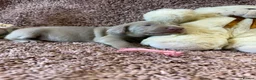 Weimaraner dogs for sale: Weimaraner Silver Grey Girl Pups - Ganult showline - Advert 18