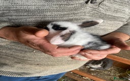 Mini Lop rabbits for sale: 4 beautiful rabbits  - Image 2