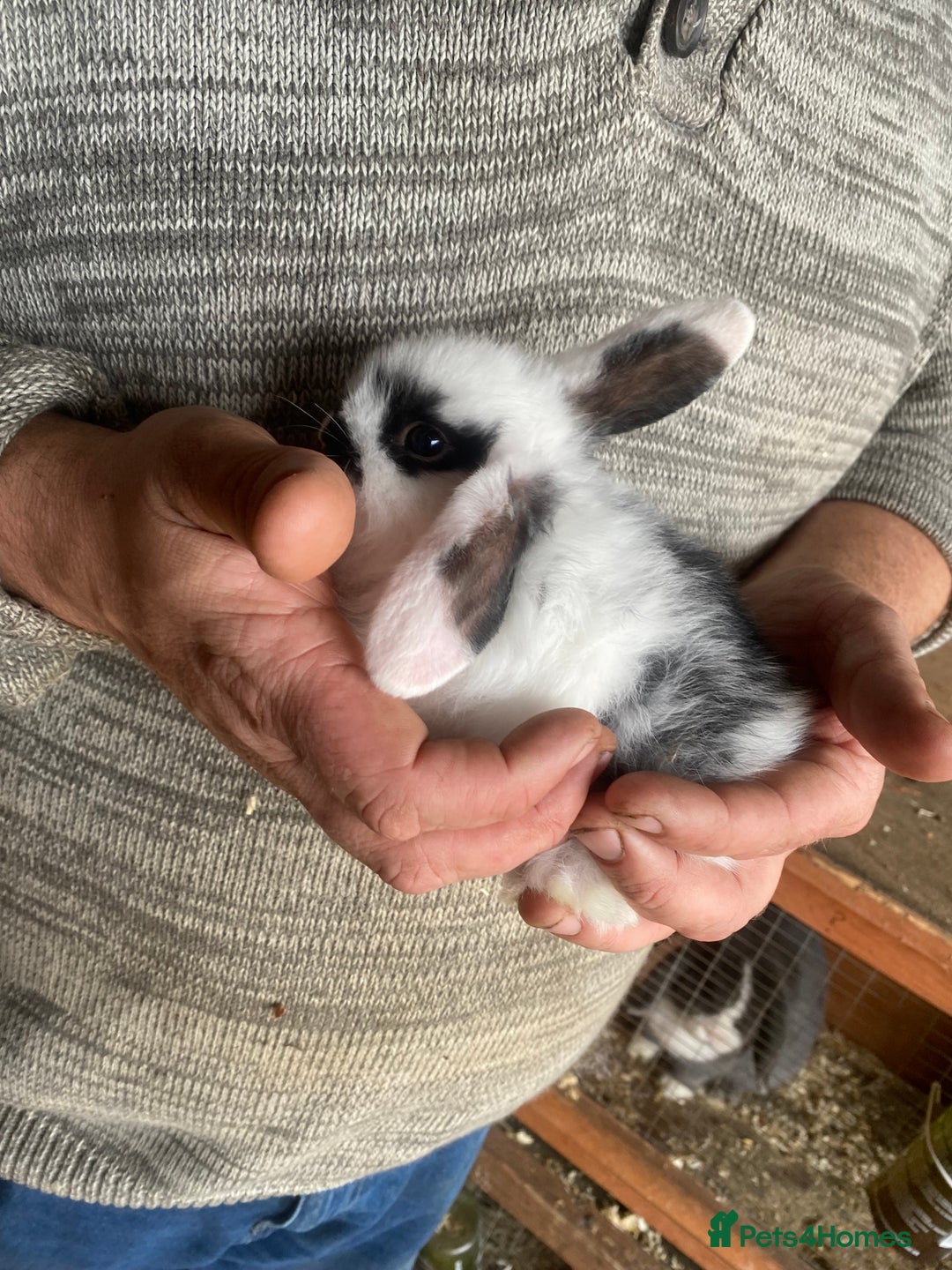 Mini Lop rabbits for sale: 4 beautiful rabbits  - Image 2