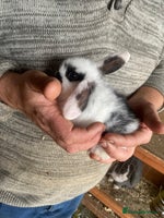 Mini Lop rabbits - Advert 2