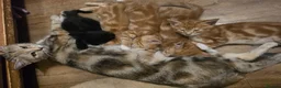 Mixed Breed cats for sale: Cute kittens looking for a new home  - Advert 20