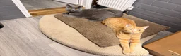 British Shorthair cats for sale: My 2 loving boys. - Advert 6